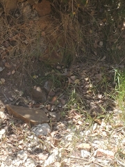 Otospermophilus beecheyi nesioticus