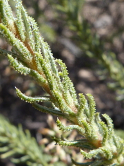 Myrovernix glandulosus