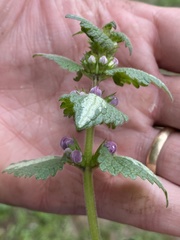 Lamium
