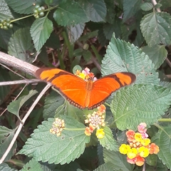 Dryas iulia alcionea