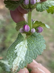 Lamium