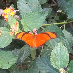 Dryas iulia alcionea