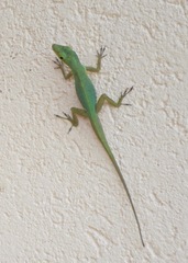 Anolis trinitatis