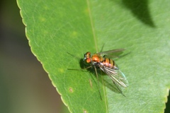 Condylostylus comatus