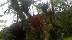 Tillandsia biflora