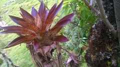 Tillandsia biflora