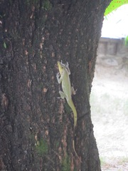 Anolis trinitatis