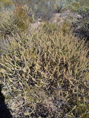 Myrovernix glandulosus