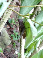 Abracris flavolineata