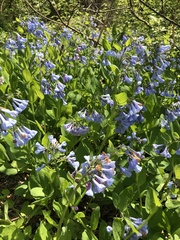 Mertensia virginica
