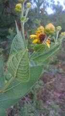 Euphoria subtomentosa