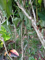 Abracris flavolineata