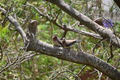 Streptopelia senegalensis