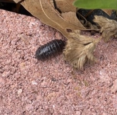 Armadillidium vulgare