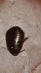 Poeciloblatta angusta