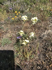 Erysimum concinnum