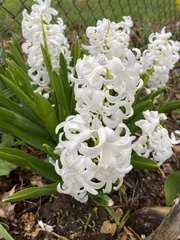 Hyacinthus orientalis