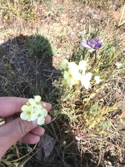 Erysimum concinnum