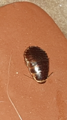 Poeciloblatta angusta