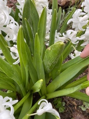 Hyacinthus orientalis