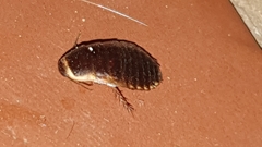 Poeciloblatta angusta