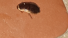 Poeciloblatta angusta