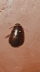 Poeciloblatta angusta