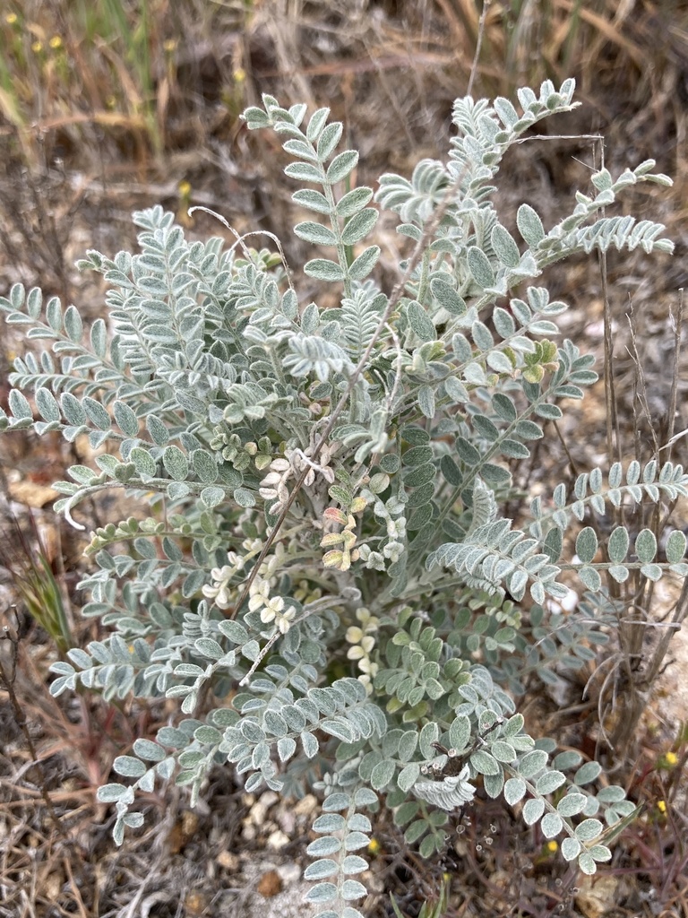 San Miguel Island milkvetch