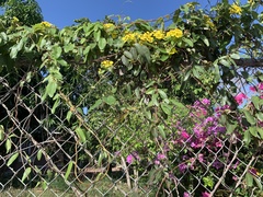 Stigmaphyllon emarginatum