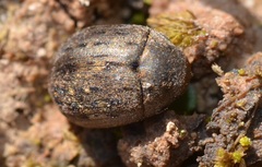 Byrrhus pilula