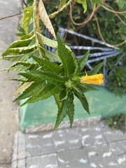 Magnoliopsida