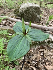 Trillium viride