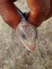 Gerrhonotus liocephalus