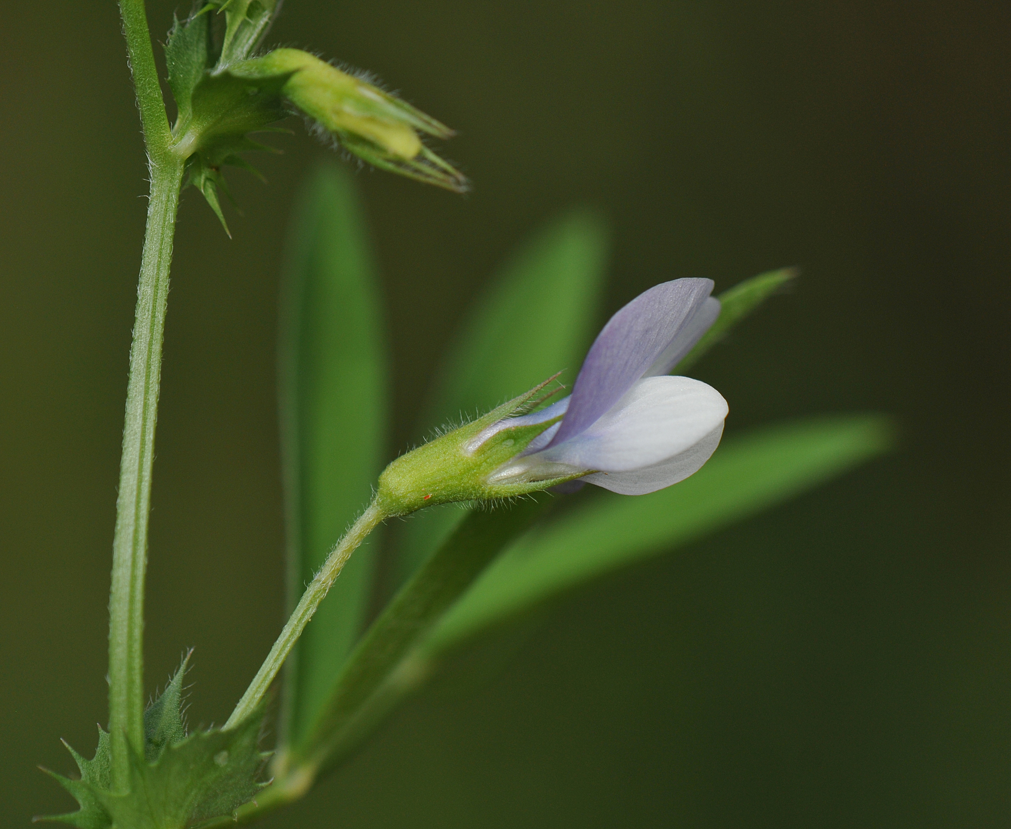 Vicia bithynica