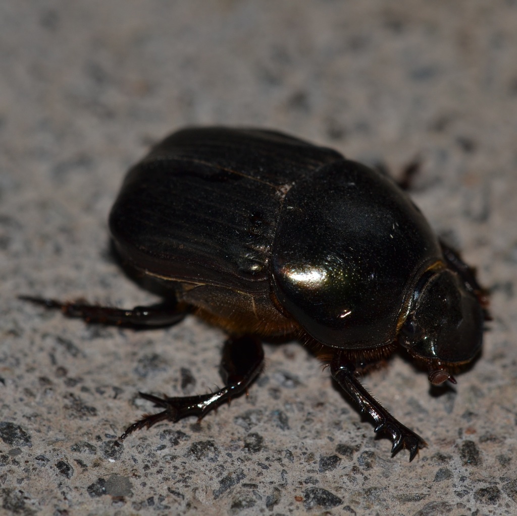 Dung beetle