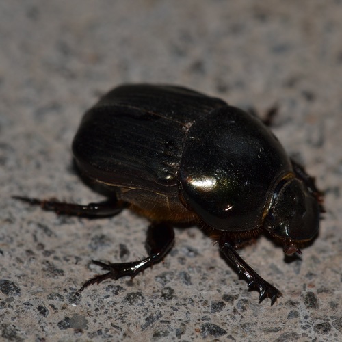 Dung beetle