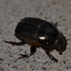 Onitis vanderkelleni