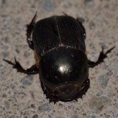 Onitis vanderkelleni