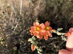 Sphaeralcea incana
