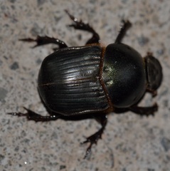 Onitis vanderkelleni