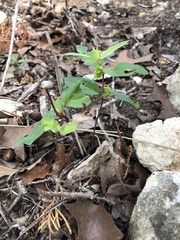 Endodeca serpentaria