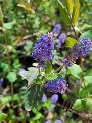 Ceanothus tomentosus tomentosus