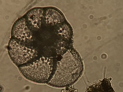 Foraminifera