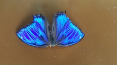 Ptychandra lorquinii