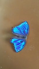 Ptychandra lorquinii