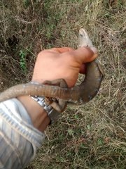 Gerrhonotus liocephalus