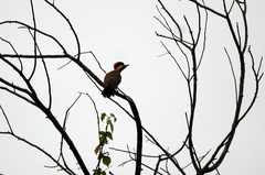 Colaptes melanochloros