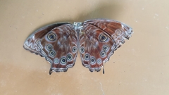 Ptychandra lorquinii