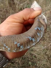 Gerrhonotus liocephalus