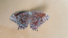 Ptychandra lorquinii